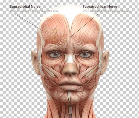 Facial Muscles Face Human Body Head And Neck Anatomy Png Clipart