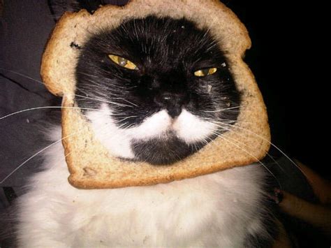 Breading Cats Is Latest Web Photo Fad Photo 1 Cbs News