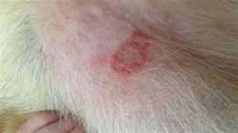 Why Does Dogs Gets Skin Rash On Under Legs Guide To Cure