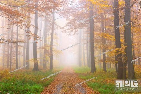 Path Through Misty European Beech Fagus Sylvatica Forest In Autumn