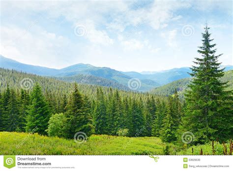 Beautiful Pine Trees Stock Photo Image Of Panorama Clouds 53629530