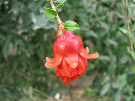 Check spelling or type a new query. Anar Kali | Anar or Pomegranate is a fruit shrub and ...