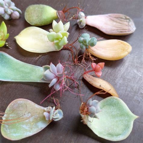 So what methods do you use to peel prickly pears without pain? Succulent Cuttings Pack - 12 Leaf Cuttings | Succulent ...