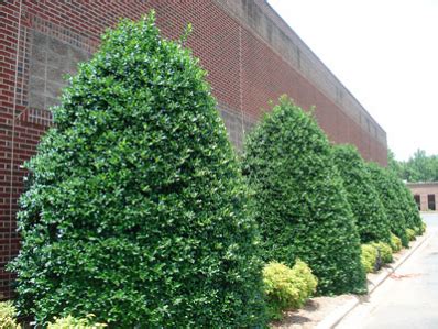 Every safe spawn location at holly hedges. Nellie Stevens Holly Tree | Privacy trees, Fast growing ...