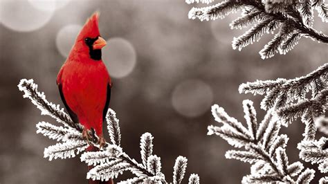 Trust your backyard birds to the experts at wagner's. Cardinal Bird Wallpaper ·① WallpaperTag