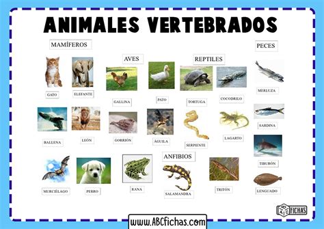 Los Animales Vertebrados Clasificación Y Tipos De Vertebrados