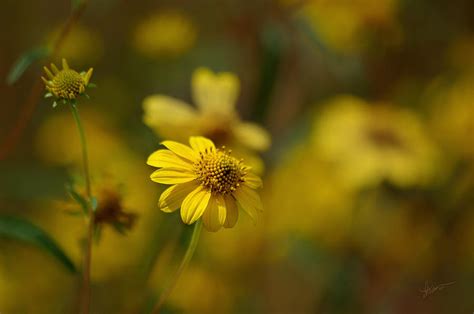 Light Hearted Photograph By Vicki Pelham Fine Art America