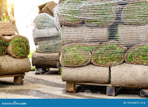 Stacks Of Green Fresh Rolled Lawn Grass On Wooden Pallet At Dirt