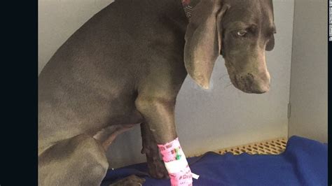Dog Swallows Gorilla Glue Vet Extracts Perfect Mold Of Stomach