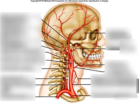 Arteries Of The Head And Neck Right Lateral View Diagram Quizlet