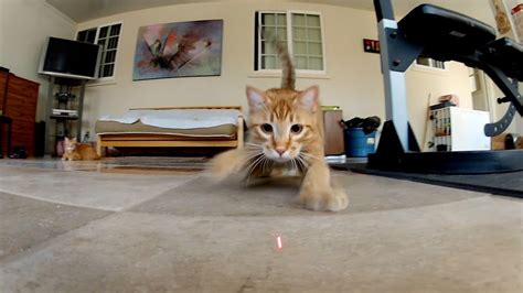 Gopro Laser Cats Tv Commercial Youtube