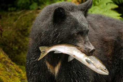 Black Bears Eating Fish