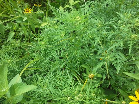 Common ragweed, giant ragweed and perennial ragweed. Ragweed and Goldenrod: Weeds to Watch This Week | Metro Blooms