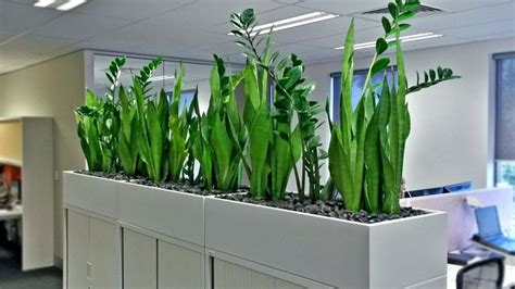 Know And Low Maintenance Melbourne Plant Hire For Your Office