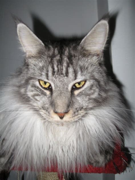 The maine coon cat is one of the largest domesticated breeds of felines. Maine Coon Cats and Kittens