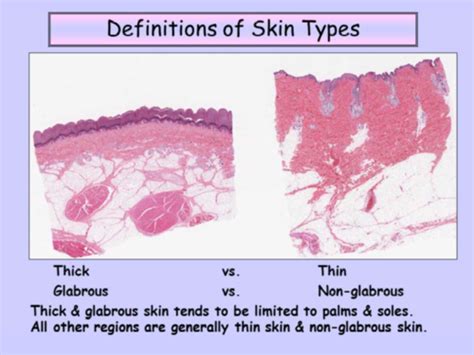 215 216 Histology Of Skin And Breast 1 And 2 Flashcards Quizlet
