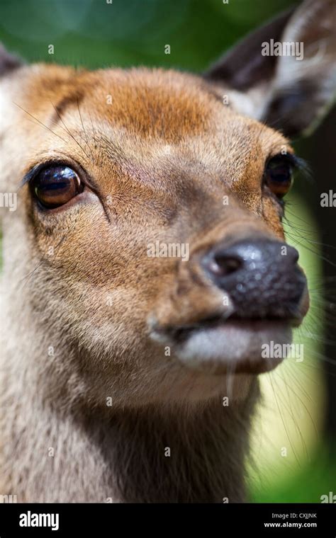 Sika Deer Cervus Nippon Closeup Stock Photo Alamy