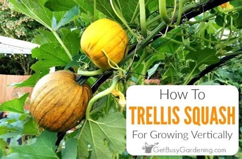 Check spelling or type a new query. Trellising Squash: How To Grow Squash Vertically | Growing ...