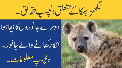 Facts About Spotted Hyena In Urduhindi Story Of Hyena Youtube