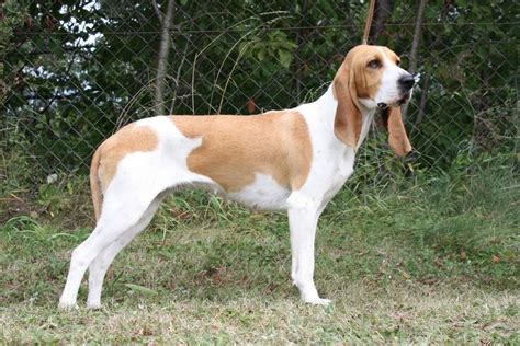 Schweizer laufhund's origin, price, personality, life span, health, grooming, shedding, hypoallergenic, weight, size & more schweizer laufhund information & dog breed facts. Schweizer-Laufhund Schwyzer / Schwyz Hound | Hound, Dog ...