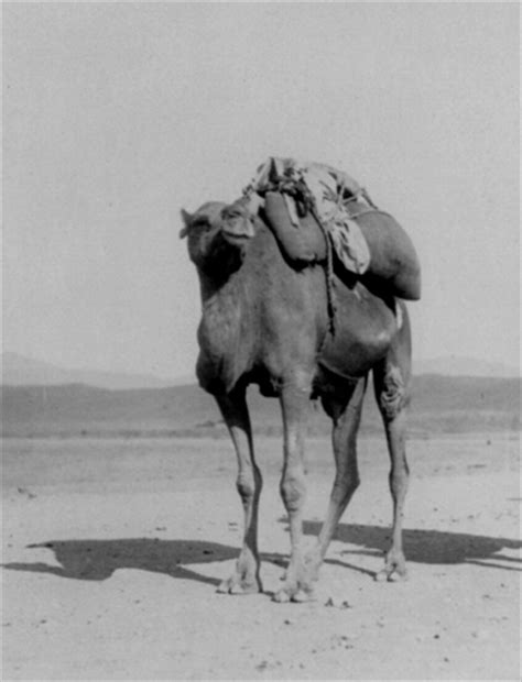 A rancher finally put the beast down in 1893 when he caught it in his garden. Ghost Camels in the Southwest Desert