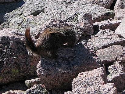 Marmots Marmot Peak Rock Mountain Nice Climbing