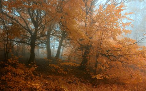 Nature Landscapes Trees Forests Leaves Color Fog Mist Haze