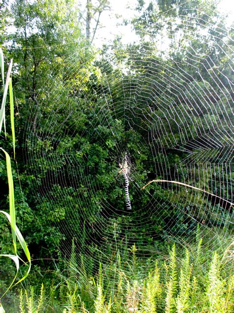 Garden Spider Web Largest Ive Ever Seen About 25 Ft D Bill