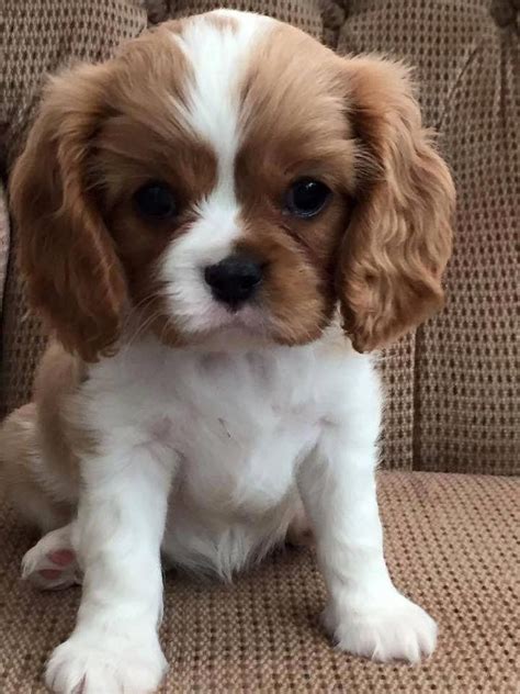 Pin By Sienna Graham On Dogs King Charles Cavalier Spaniel Puppy