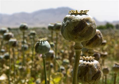 Drug War American Troops Are Protecting Afghan Opium Us Occupation