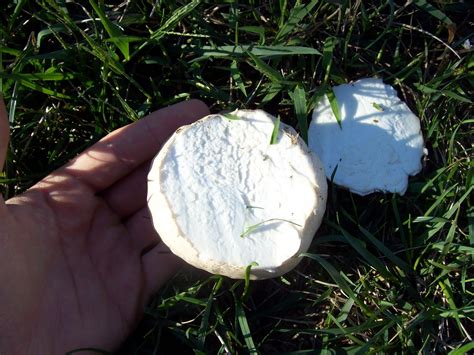 Edible Puffballs In Your Front Lawn A Look At Calvatia Species