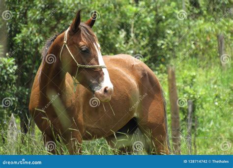 Brown Horse Eating Grass Next To A Rural Fence Stock Photo Image Of