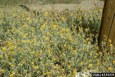 Their services include residential pest control. Yellow Starthistle-Noxious Weeds | Salt Lake County
