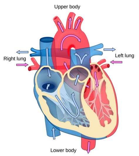 Blood Flow Through Heart Diagram Quizlet