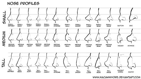 Nose Chart Reference By Macawnivore On Deviantart Nose Drawing Nose
