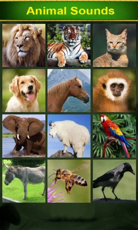 Animal Sounds For Kids Uk Appstore For Android