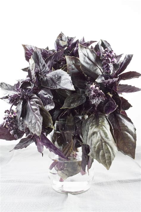 Others have beautiful purple leaves. How To Make Purple Basil Pesto