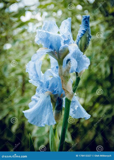 Blue Iris Flower In The Morning Dew The Botanic Gardens Green