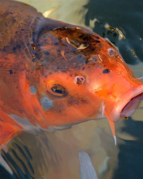 Koi Fish Breeding For Beginners Tanks Eggs And More Pethelpful