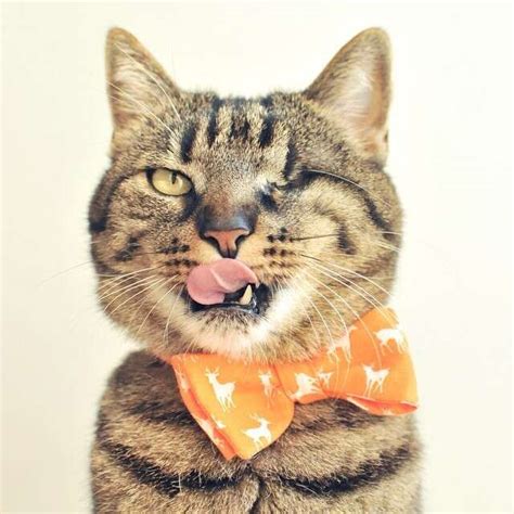 11 derpy cats that love letting their tongues hang out the dodo