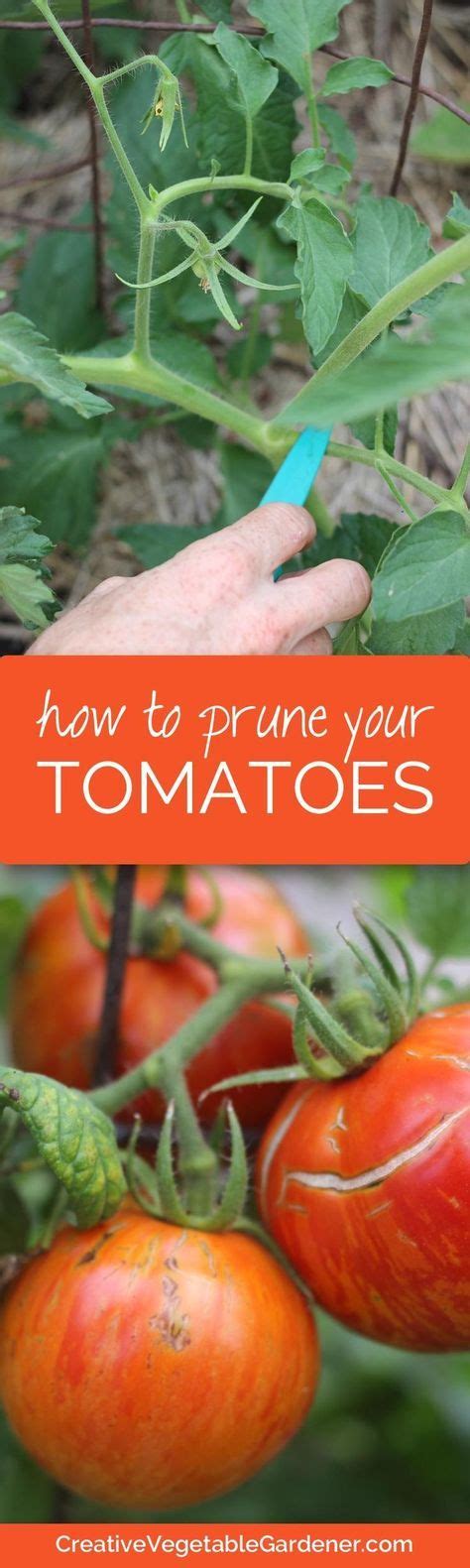 How To Prune Your Tomato Plants Like An Expert Garden Tasks