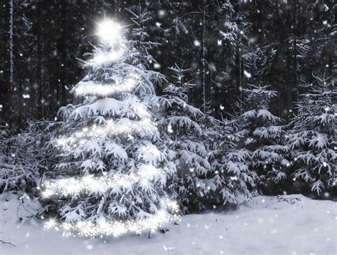 Shining Christmas Tree In A Snowy Winter Forest Stock Photo Image Of