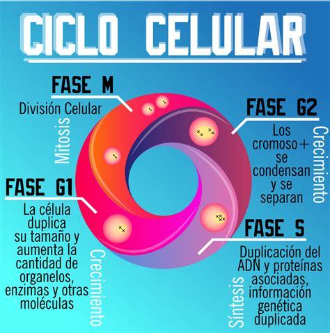 Ciclo Celular M Strempler Ciclo celular Biología avanzada Enseñanza