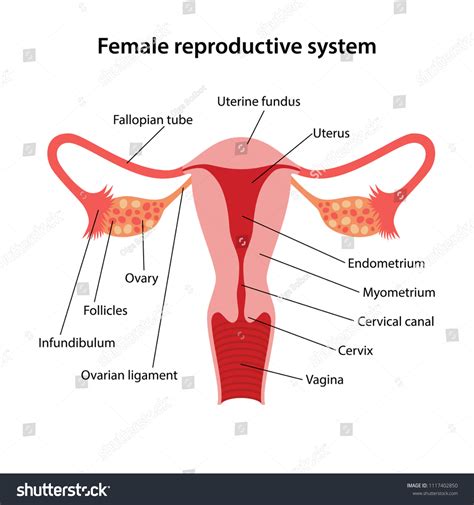 Female Reproductive System Main Parts Labeled Vector De Stoc Royalty Free
