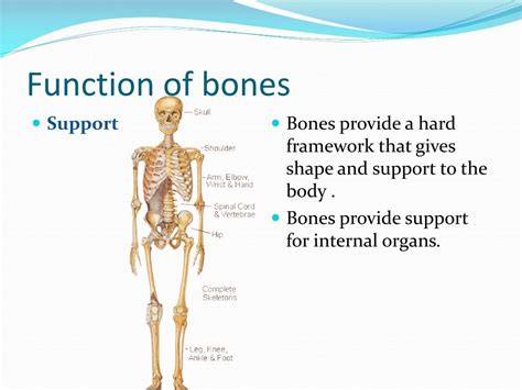 Ppt Bones Powerpoint Presentation Free Download Id2523709