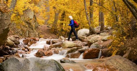 Top Fall Aspen Tree Hikes Visit Colorado Springs