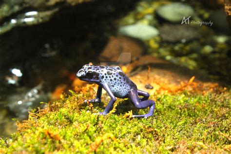 Poison Dart Frog Blue By Amarantheans On Deviantart