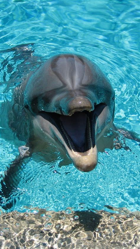Dolphin Smiling Water Background Dolphins Animal Underwater Animals Animals