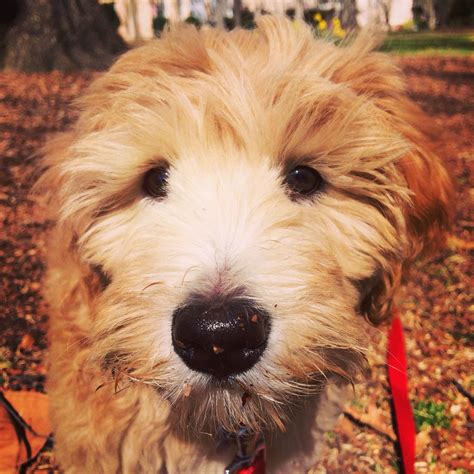 When counseling families about f1 generation doodles we always emphasize that an f1 doodle will shed at least a little bit. Goldendoodle puppy 11 weeks | Goldendoodle puppy, Dog love ...