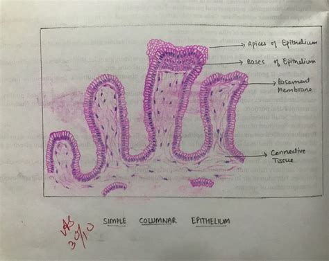 Simple Columnar Epithelium Histology Slides Simple Squamous